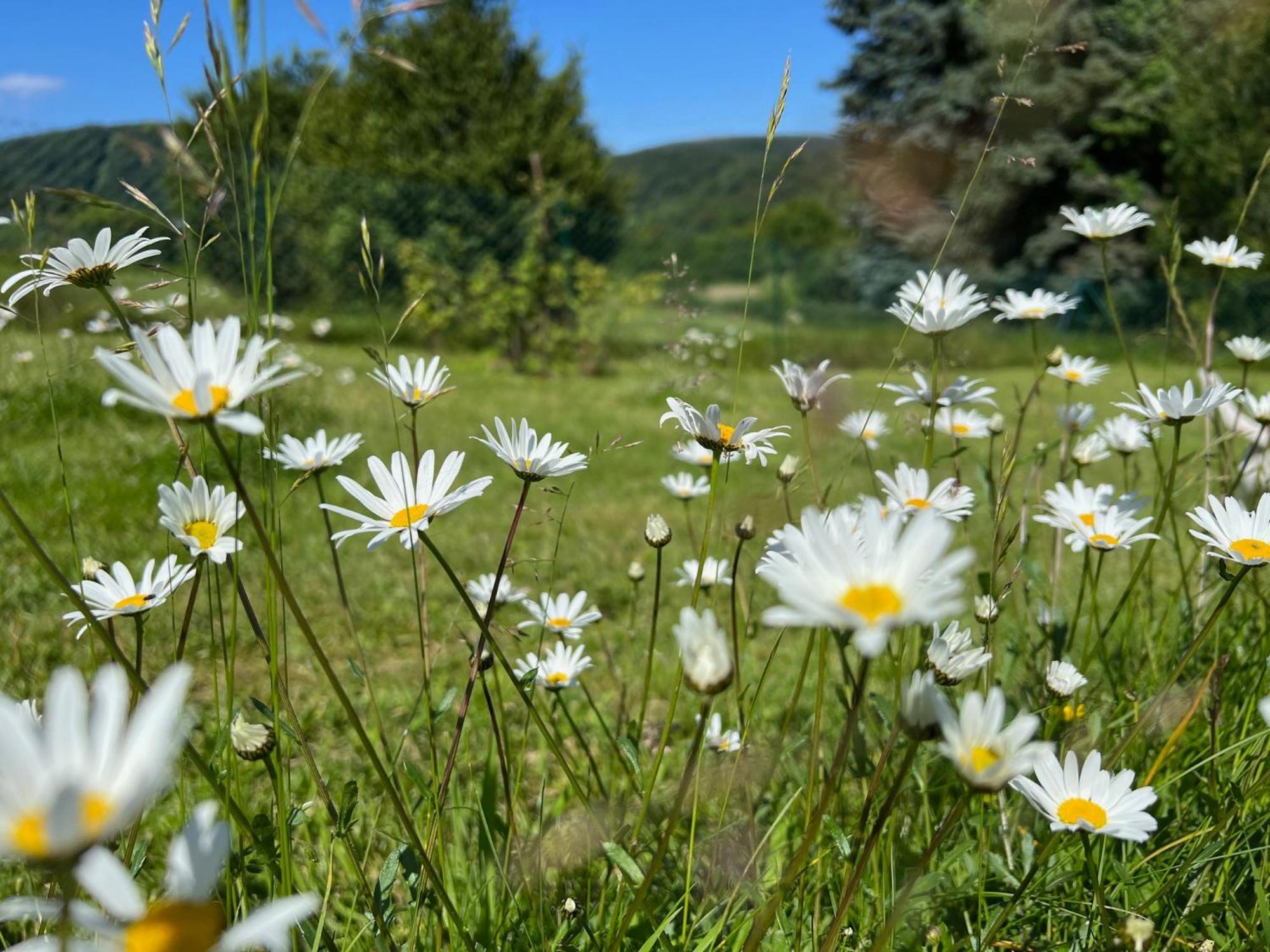 Ferienhaus Eifelone Heimbach Bagian luar foto